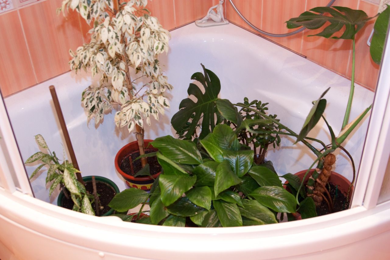 Как правильно делать ошпаривание комнатных растений